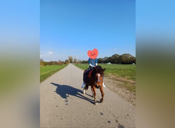 Más ponis/caballos pequeños, Caballo castrado, 10 años, 128 cm, Castaño