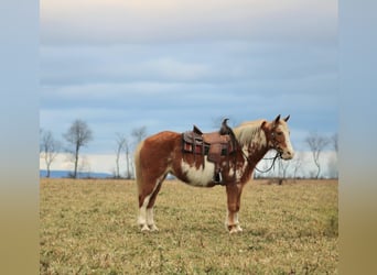 Más ponis/caballos pequeños, Caballo castrado, 10 años, 130 cm