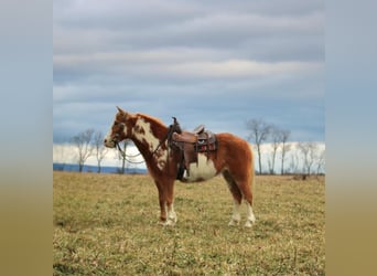 Más ponis/caballos pequeños, Caballo castrado, 10 años, 130 cm