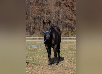 Más ponis/caballos pequeños, Caballo castrado, 10 años, 132 cm, Alazán