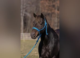Más ponis/caballos pequeños, Caballo castrado, 10 años, 132 cm, Alazán