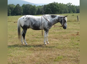 Más ponis/caballos pequeños, Caballo castrado, 10 años, 135 cm, Pío