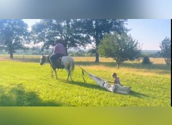 Más ponis/caballos pequeños, Caballo castrado, 10 años, 135 cm, Pío