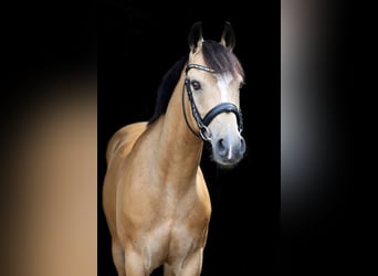 Más ponis/caballos pequeños, Caballo castrado, 10 años, 140 cm, Buckskin/Bayo