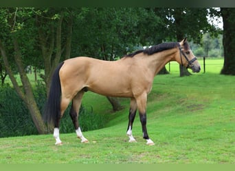 Más ponis/caballos pequeños, Caballo castrado, 10 años, 140 cm, Buckskin/Bayo