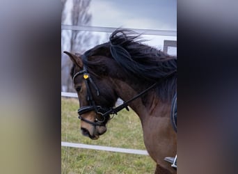 Más ponis/caballos pequeños Mestizo, Caballo castrado, 10 años, 140 cm, Castaño