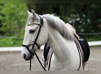 Más ponis/caballos pequeños, Caballo castrado, 10 años, 144 cm, Tordo