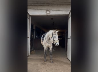 Más ponis/caballos pequeños, Caballo castrado, 10 años, 146 cm, Tordo rodado