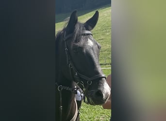 Más ponis/caballos pequeños, Caballo castrado, 10 años, 147 cm, Negro