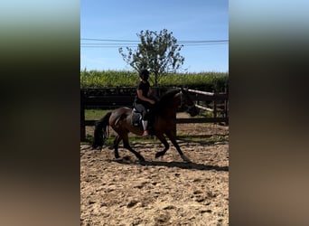 Más ponis/caballos pequeños Mestizo, Caballo castrado, 10 años, 150 cm, Castaño