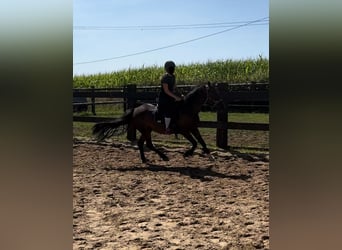 Más ponis/caballos pequeños Mestizo, Caballo castrado, 10 años, 150 cm, Castaño