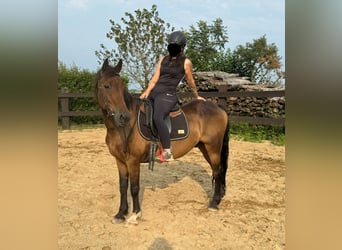 Más ponis/caballos pequeños Mestizo, Caballo castrado, 10 años, 150 cm, Castaño