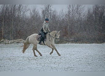 Más ponis/caballos pequeños, Caballo castrado, 10 años, 152 cm, Tordo