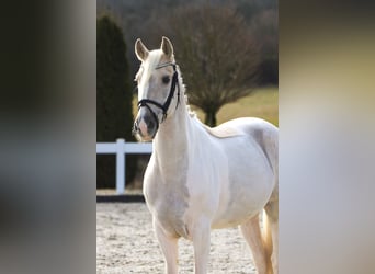 Más ponis/caballos pequeños, Caballo castrado, 10 años, 155 cm, Palomino