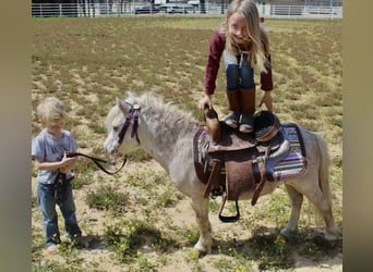 Más ponis/caballos pequeños, Caballo castrado, 10 años, 84 cm, Ruano alazán