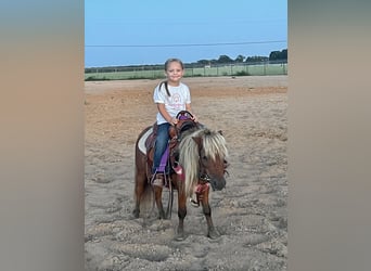 Más ponis/caballos pequeños, Caballo castrado, 10 años, 89 cm, Castaño rojizo