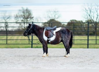 Más ponis/caballos pequeños, Caballo castrado, 10 años, 89 cm, Ruano azulado
