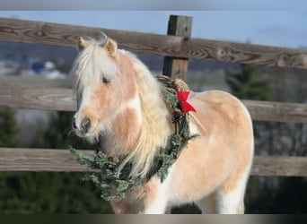 Más ponis/caballos pequeños, Caballo castrado, 10 años, 94 cm, Palomino