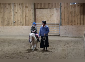 Más ponis/caballos pequeños, Caballo castrado, 10 años, 94 cm, Palomino