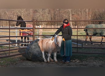 Más ponis/caballos pequeños, Caballo castrado, 10 años, 94 cm, Palomino