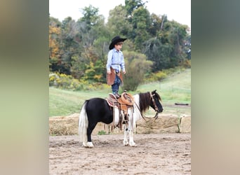 Más ponis/caballos pequeños, Caballo castrado, 10 años, 94 cm, Pío