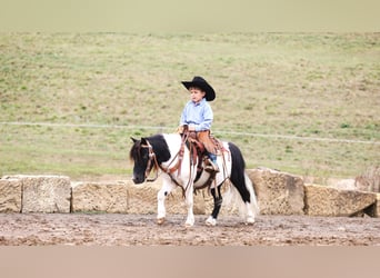 Más ponis/caballos pequeños, Caballo castrado, 10 años, 94 cm, Pío