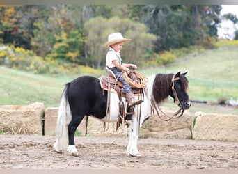 Más ponis/caballos pequeños, Caballo castrado, 10 años, 94 cm, Pío