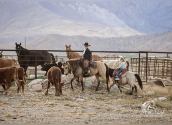 Más ponis/caballos pequeños, Caballo castrado, 10 años, 97 cm, Buckskin/Bayo