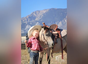 Más ponis/caballos pequeños, Caballo castrado, 10 años, 97 cm, Buckskin/Bayo