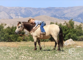 Más ponis/caballos pequeños, Caballo castrado, 10 años, 97 cm, Buckskin/Bayo