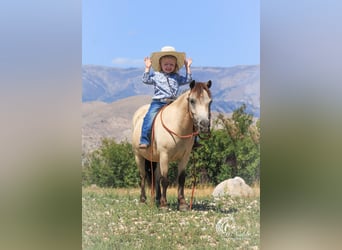 Más ponis/caballos pequeños, Caballo castrado, 10 años, 97 cm, Buckskin/Bayo