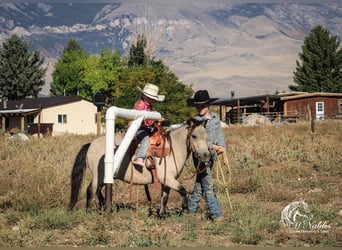 Más ponis/caballos pequeños, Caballo castrado, 10 años, 97 cm, Buckskin/Bayo