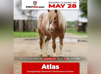 Más ponis/caballos pequeños, Caballo castrado, 10 años, 97 cm