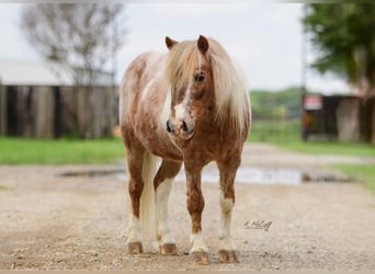 Más ponis/caballos pequeños, Caballo castrado, 10 años, 97 cm