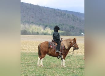 Más ponis/caballos pequeños, Caballo castrado, 10 años, 97 cm, Pío