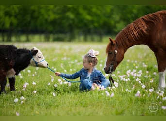 Más ponis/caballos pequeños, Caballo castrado, 10 años, Alazán rojizo