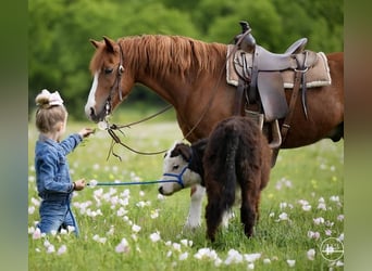 Más ponis/caballos pequeños, Caballo castrado, 10 años, Alazán rojizo