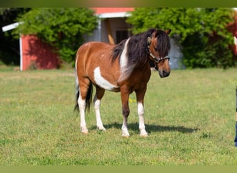 Más ponis/caballos pequeños, Caballo castrado, 10 años, Castaño rojizo