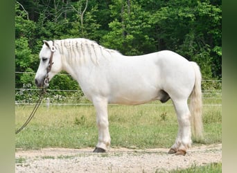 Más ponis/caballos pequeños, Caballo castrado, 10 años, White/Blanco