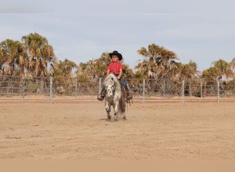 Más ponis/caballos pequeños, Caballo castrado, 11 años, 104 cm