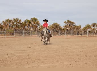 Más ponis/caballos pequeños, Caballo castrado, 11 años, 104 cm