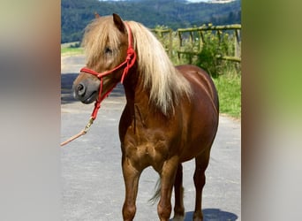 Más ponis/caballos pequeños, Caballo castrado, 11 años, 107 cm, Alazán