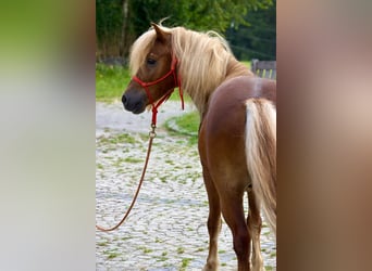 Más ponis/caballos pequeños, Caballo castrado, 11 años, 107 cm, Alazán