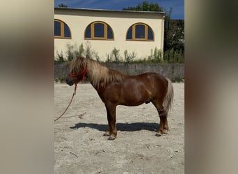 Más ponis/caballos pequeños, Caballo castrado, 11 años, 107 cm, Alazán