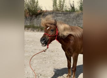 Más ponis/caballos pequeños, Caballo castrado, 11 años, 107 cm, Alazán