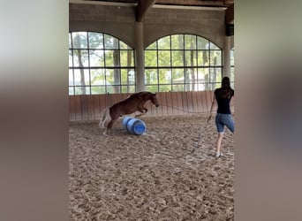 Más ponis/caballos pequeños, Caballo castrado, 11 años, 107 cm, Alazán