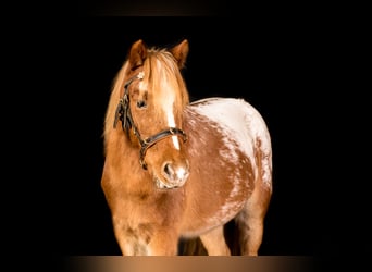 Más ponis/caballos pequeños Mestizo, Caballo castrado, 11 años, 107 cm, Atigrado/Moteado