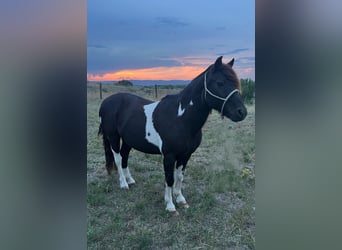 Más ponis/caballos pequeños, Caballo castrado, 11 años, 112 cm, Pío