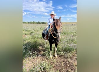 Más ponis/caballos pequeños, Caballo castrado, 11 años, 112 cm, Pío