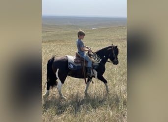 Más ponis/caballos pequeños, Caballo castrado, 11 años, 112 cm, Pío